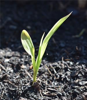 Corn Stalk - Week 3 